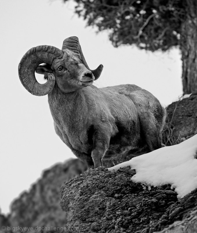  bighorn sheep