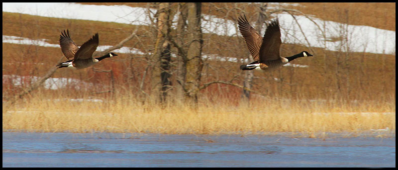  Canada Geese