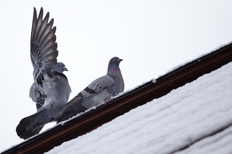  Courtship