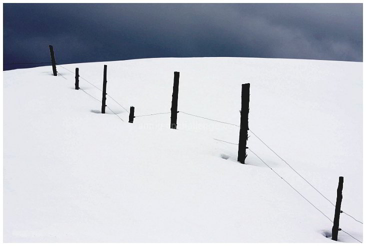 Cow Fence, Winter