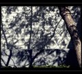Shadows of nature on the wall