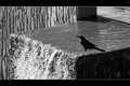 Bird and water