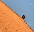 Urban curiosity
