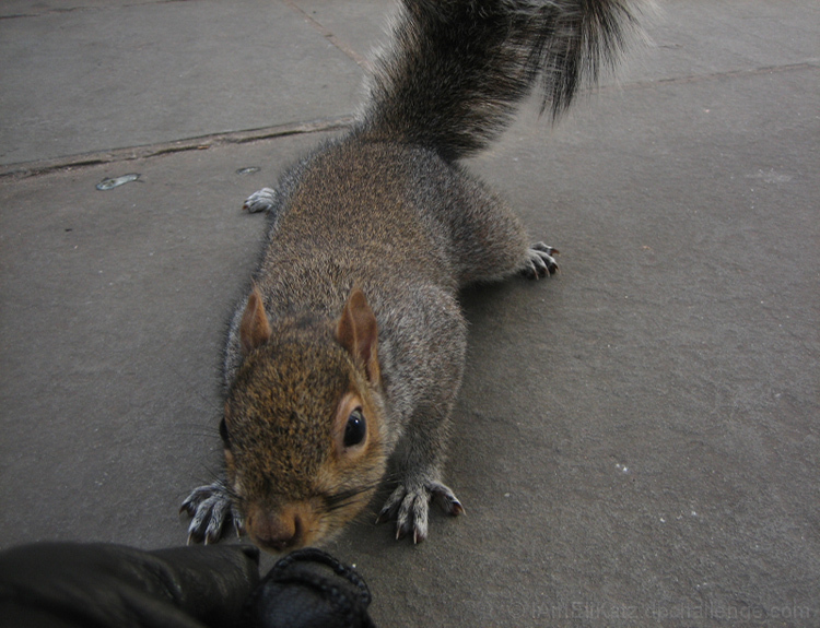 Hungry Squirrel