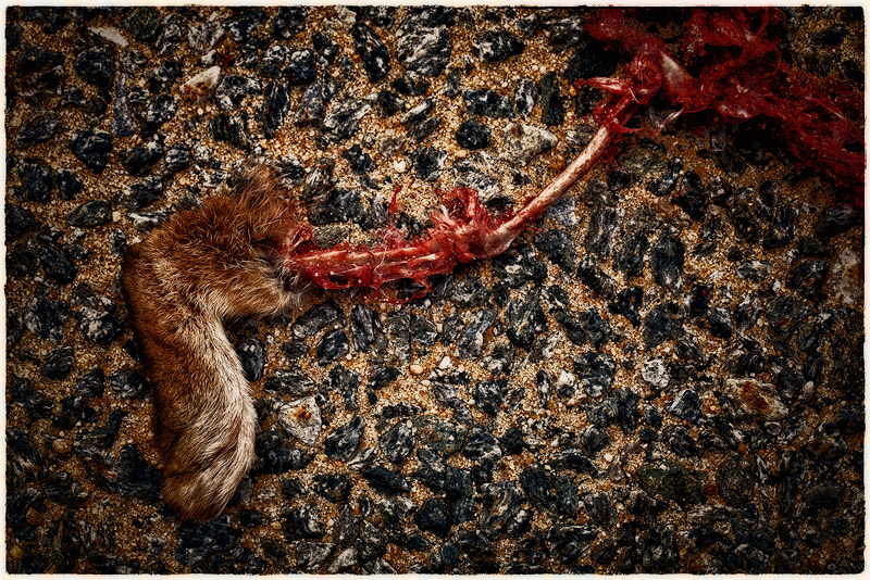 Urban Carrion — a Rabbit's End