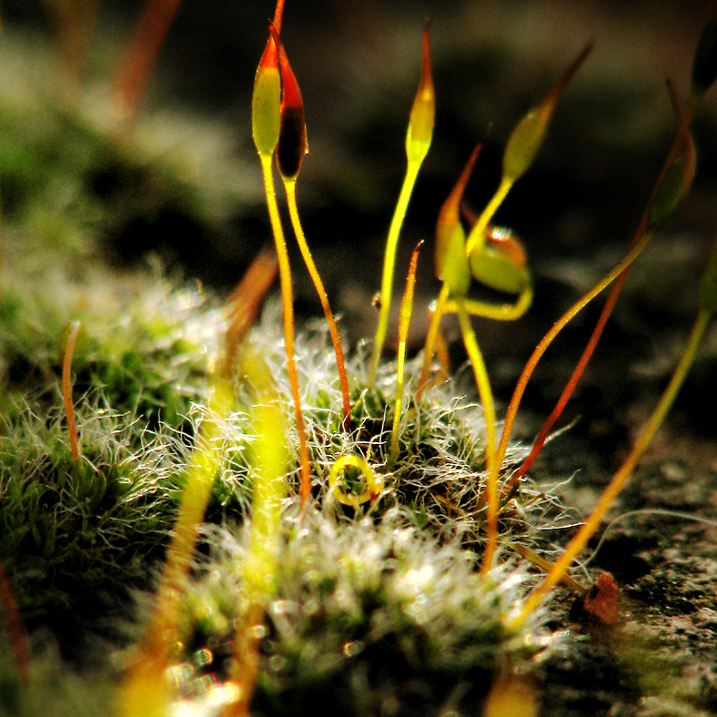 Moss on Brick