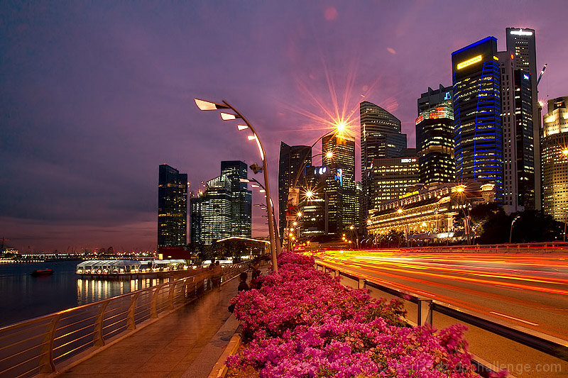 Bougainvillea Blooms in the Urban Jungle