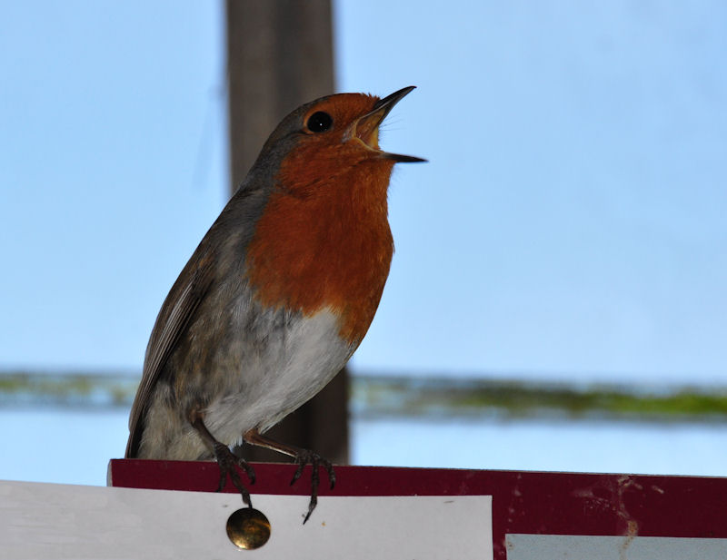 Robin Indoors