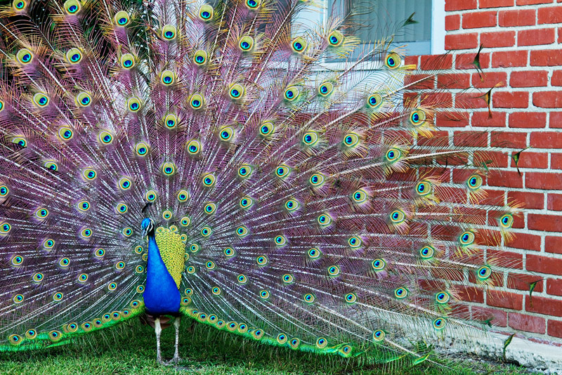 Lawn Art