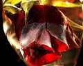  Rose.