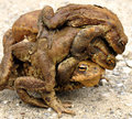 Frogs!