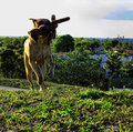 a running dog AND a landscape