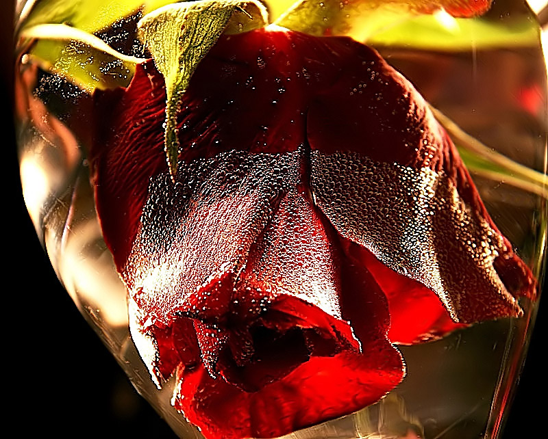  Rose.