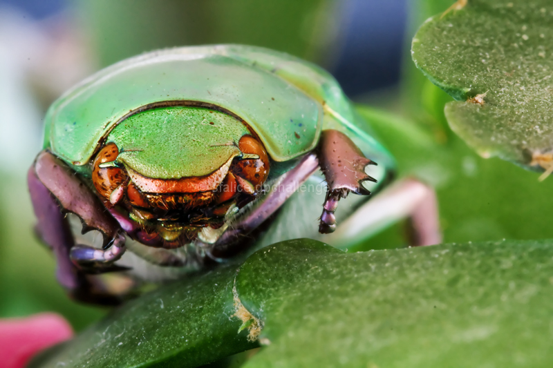 Everyone Loves Bugs