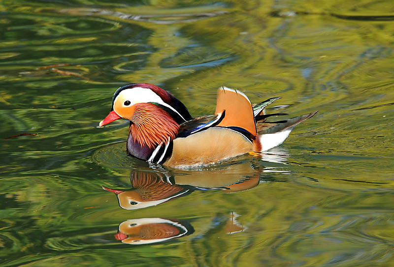 Bright, colourful Mandarin Duck