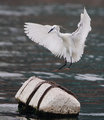 Prepare for landing