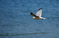 Flight