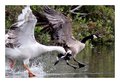 Canadian Goose is Cooked IMG_8974 DP.jpg