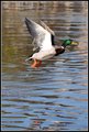 Quackers