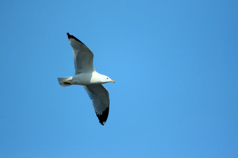 Midday Fly-By