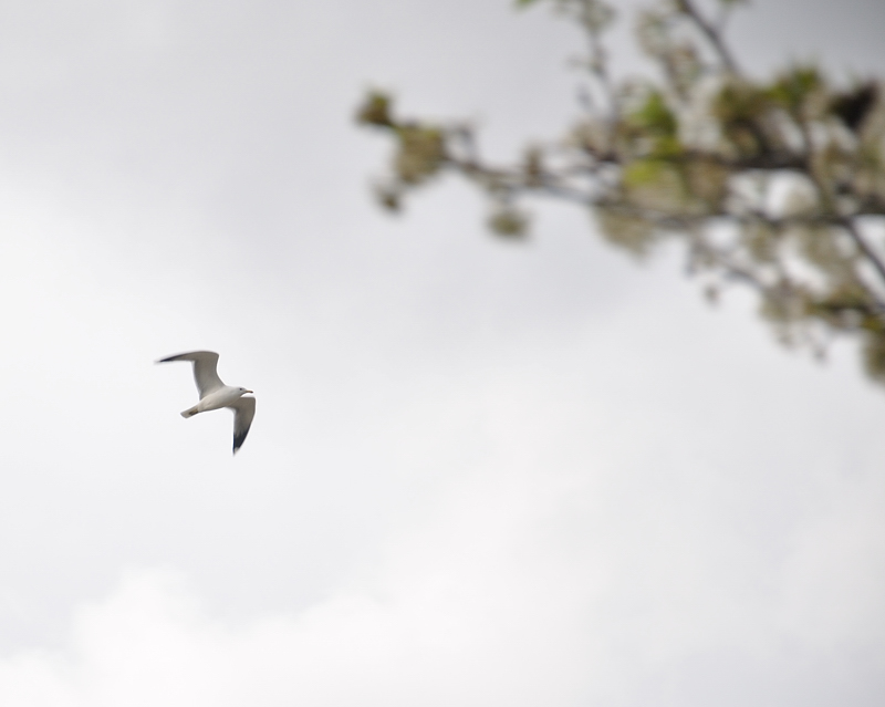 Bird Before the Storm