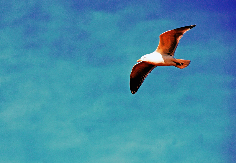 sea gull