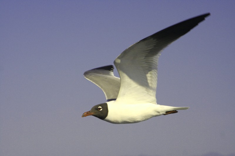 Vallarta Gull