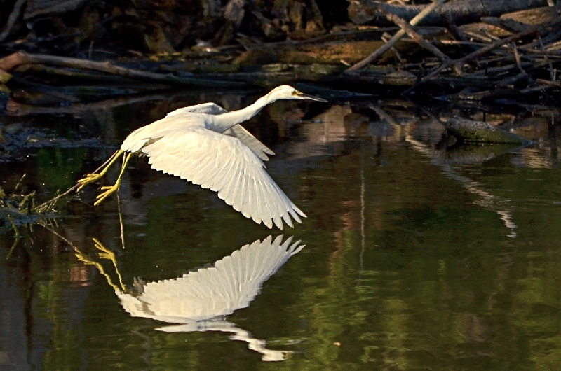 Reflecting on Graceful Motion