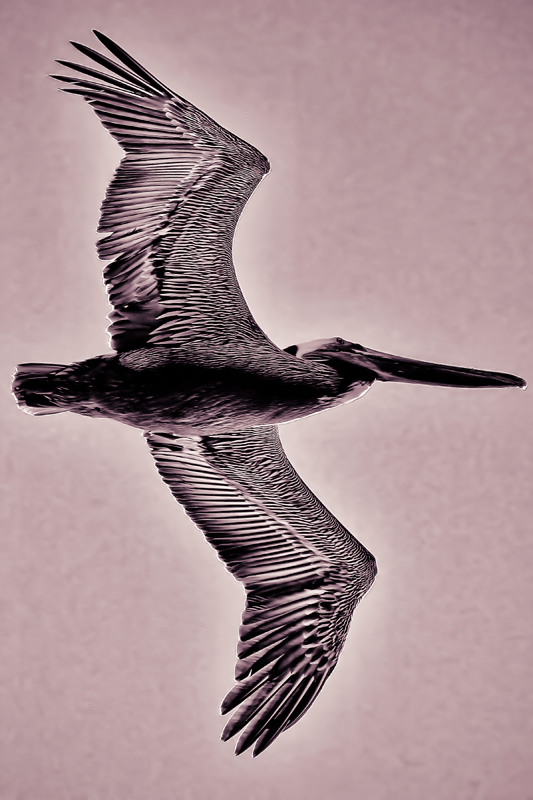 Pelican in Pursuit