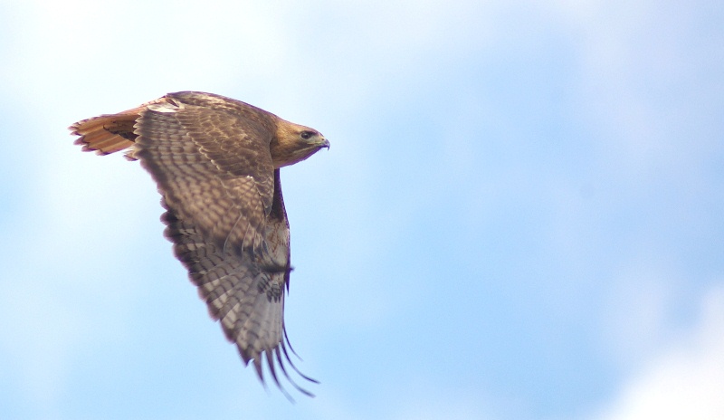 Falcon In Flight