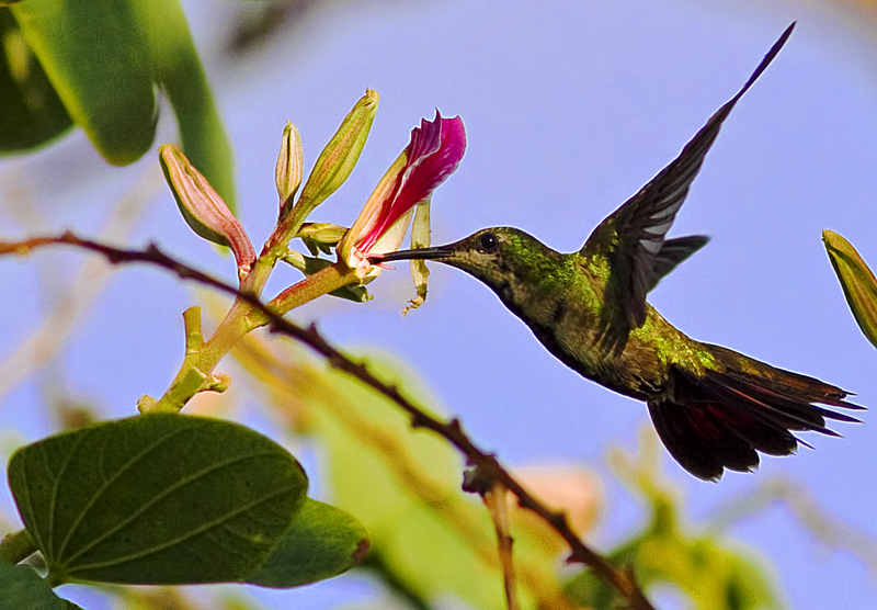 Hispaniola Hummer