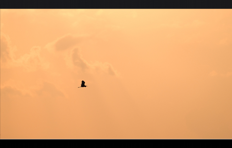 Minimalist Bird in Flight
