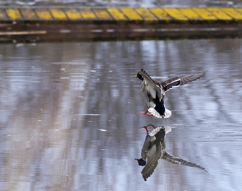 Cleared for landing