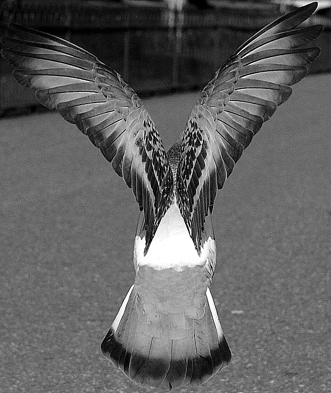 green park pigeon