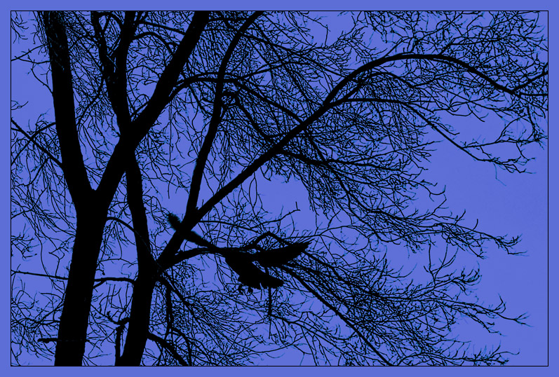 Blackbird On Blue