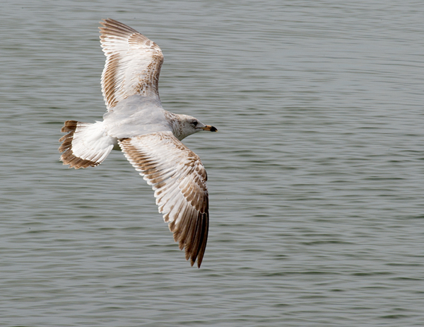 The Wind Beneath My Wings  