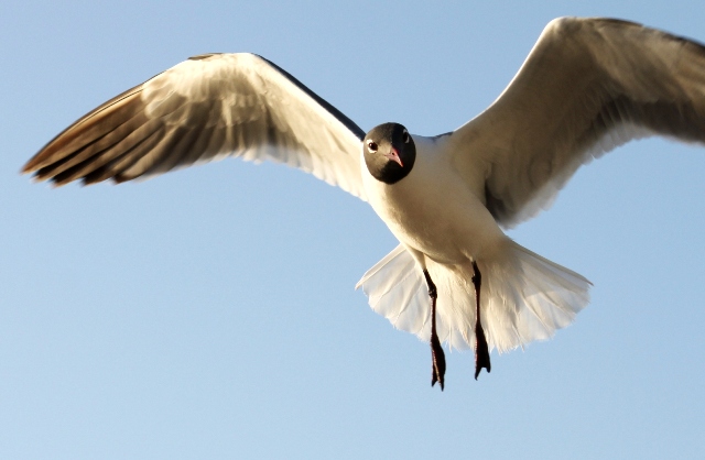 Bird In Flight