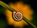 Snaily Superstar