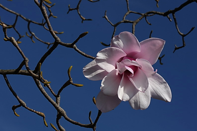 First Magnolia