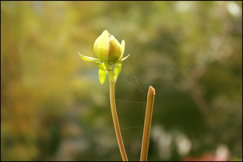 Bud Wide Web