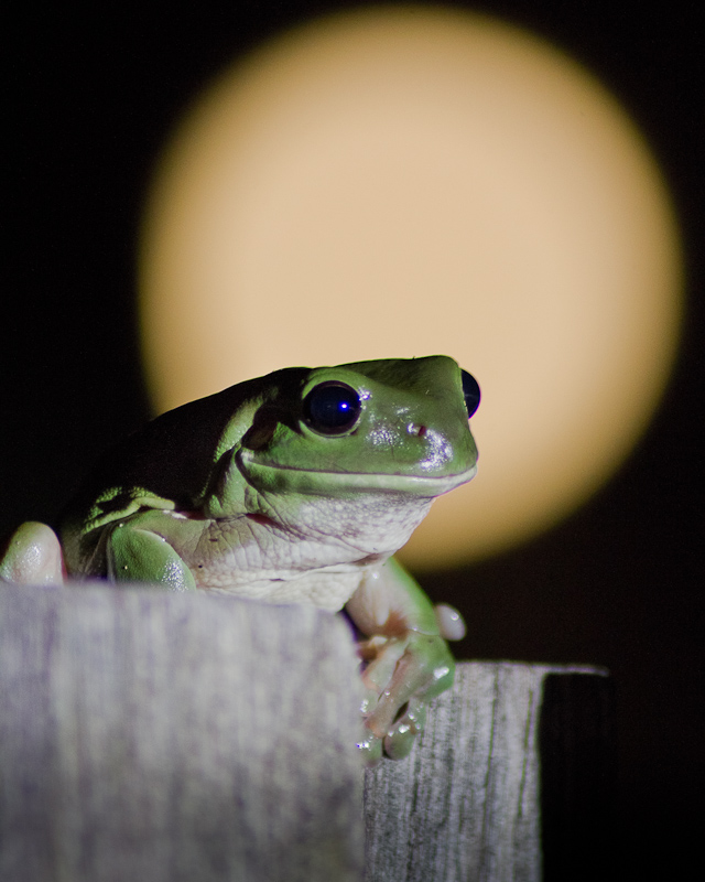 Super frog - Super moon