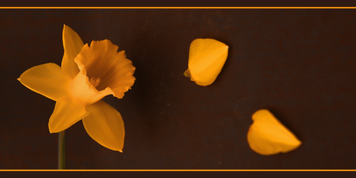 She loves me, she loves me not...