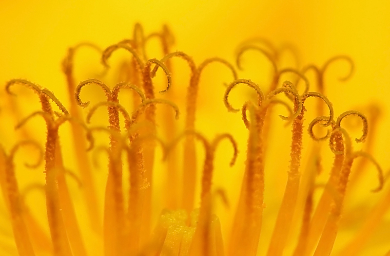 Pistil of  the chrysanthemum