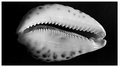 Aphrodite (The Shell)