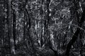 Deep Forest