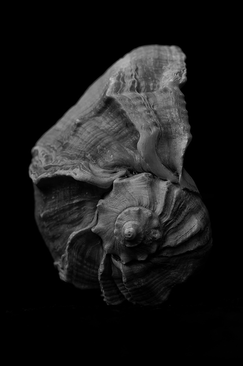 Sea Shell