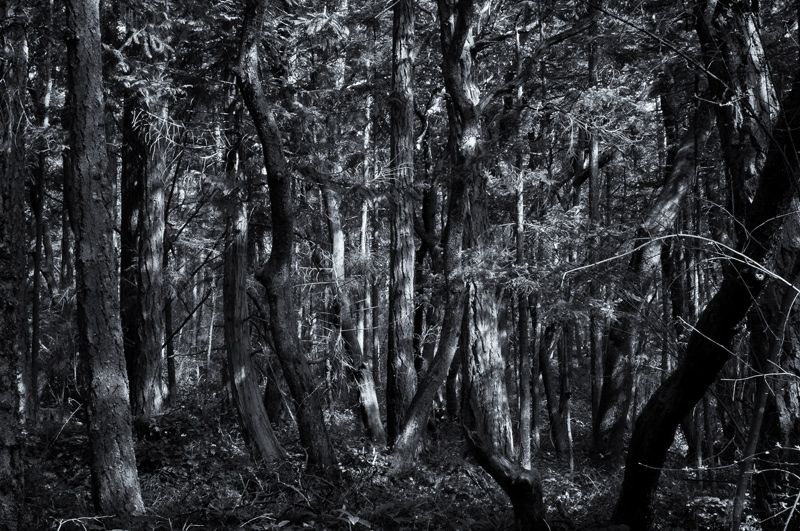 Deep Forest