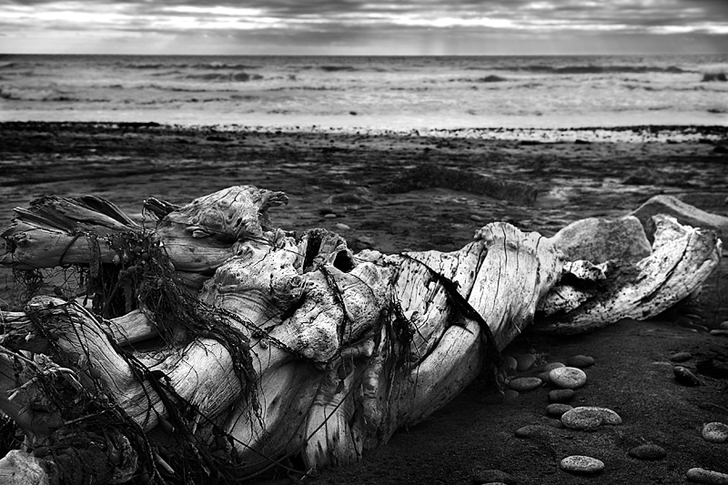 Driftwood