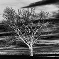 Tree 42