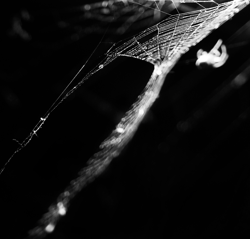 i am dreaming, i was falling